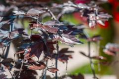 1_Longbrook-SL4-4SE-JPEG-39